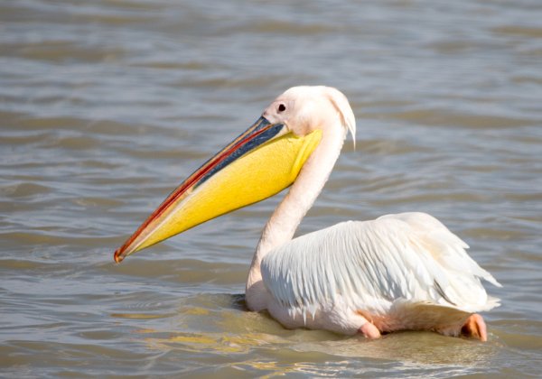 Pelicans blancs