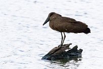 Hamerkop (Ombrette africaine) Du côté d'Omaruru