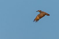 Hamerkop (Ombrette africaine) Du côté d'Omaruru