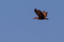 Hamerkop (Ombrette africaine) Du côté d'Omaruru