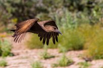 Hamerkop (Ombrette africaine) Du côté d'Omaruru