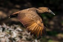 Hamerkop (Ombrette africaine) Du côté d'Omaruru