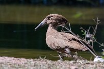 Hamerkop (Ombrette africaine) Du côté d'Omaruru