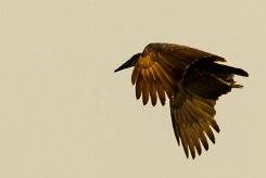 Hamerkop (Ombrette africaine)_x737A5521-2 null