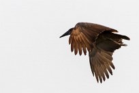 Hamerkop (Ombrette africaine) Hamerkop (Ombrette africaine)