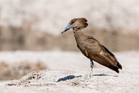 Hamerkop (Ombrette Africaine) Nxai