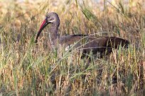 Hadeda Ibis (Ibis Hagedash) Kwaï