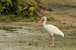 Corocoro blanco (Ibis blanc)_231119_4078-2 null