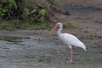 Corocoro blanco (Ibis blanc) Playa Hermosa - Nicaragua