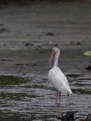 Corocoro blanco (Ibis blanc) Playa Hermosa - Nicaragua