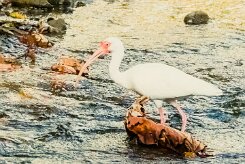 Corocoro blanco (Ibis blanc)_231208_6337-2 null