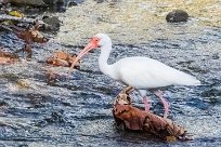 Corocoro blanco (Ibis blanc) Golfo Dulce - Costa Rica