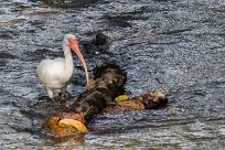 Corocoro blanco (Ibis blanc) Golfo Dulce - Costa Rica