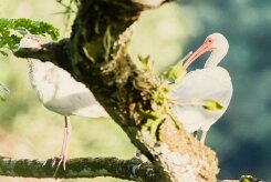 Corocoro blanco (Ibis blanc)_231208_6344-2 null