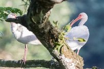 Corocoro blanco (Ibis blanc) Golfo Dulce - Costa Rica