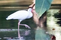 Corocoro blanco (Ibis blanc) Golfo Dulce - Costa Rica