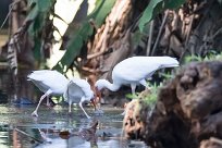 Corocoro blanco (Ibis blanc) Golfo Dulce - Costa Rica