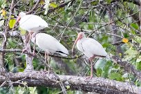 Corocoro blanco (Ibis blanc) Tarcoles - Costa Rica