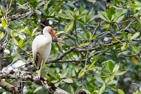 Corocoro blanco (Ibis blanc) Tarcoles - Costa Rica