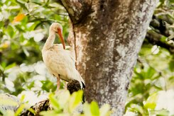 Corocoro blanco (Ibis blanc)_231213_5679-2 null