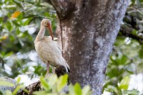 Corocoro blanco (Ibis blanc) Tarcoles - Costa Rica