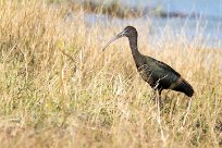 Glossy ibis ( Ibis falcinelle) Chobe River