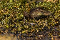 Glossy ibis (Ibis falcinelle) Glossy ibis (Ibis falcinelle)