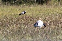 African Sacred Ibis (Ibis sacré) African Sacred Ibis (Ibis sacré)