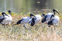 Sacred ibis (Ibis sacré) Sacred ibis (Ibis sacré)