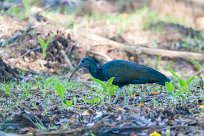 Ibis verde (Ibis vert) Matapalo - Costa Rica