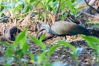 Ibis verde (Ibis vert) Matapalo - Costa Rica