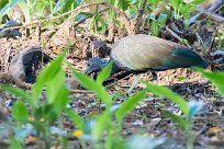 Ibis verde (Ibis vert) Matapalo - Costa Rica