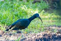 Ibis verde (Ibis vert) Matapalo - Costa Rica