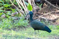 Ibis verde (Ibis vert) Matapalo - Costa Rica