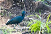 Ibis verde (Ibis vert) Matapalo - Costa Rica