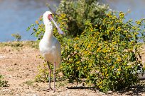 African Spoonbill (Spatule d'Afrique) Du côté d'Omaruru