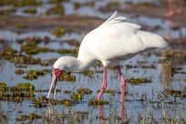 African Spoonbill (Spatule d'Afrique) Chobe River