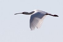 African Spoonbill (Spatule d'Afrique) African Spoonbill (Spatule d'Afrique)