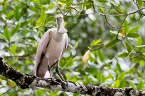 Espátula rosada (Spatule rosée) Tarcoles - Costa Rica