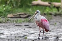 Espátula rosada (Spatule rosée) Tarcoles - Costa Rica