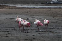 Espatula rosada (Spatule rosée) Playa Hermosa - Nicaragua