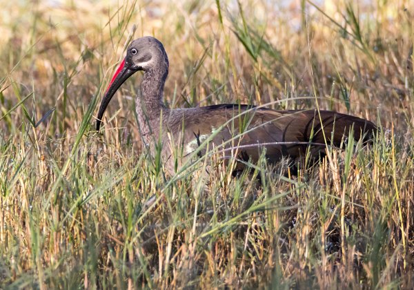 Ibis Hagedash