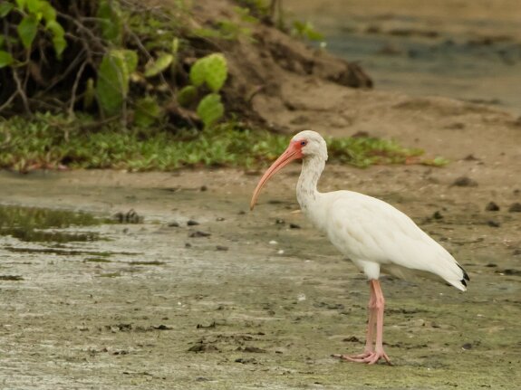 Ibis blanc