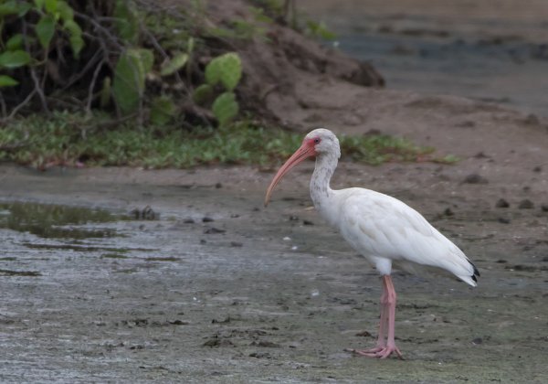 Ibis blanc