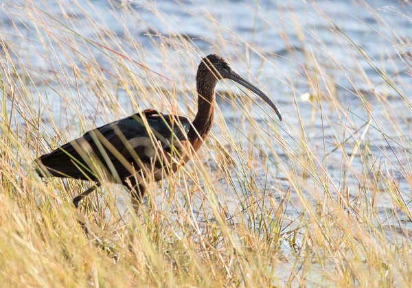 Ibis falcinelles