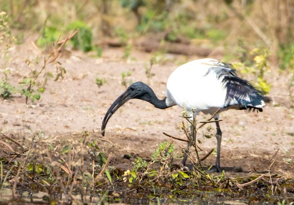 Ibis sacré