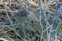 African Reed Warbler (Rousserolle Africaine) Chief Island