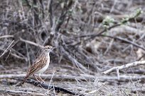 Alouette sabota (Sabota Lark) Etosha