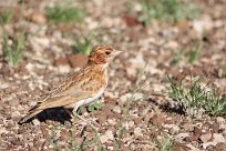 Monotonous lark (Alouette monotone) Grootberg