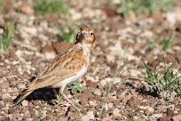 Monotonous lark (Alouette monotone) Grootberg